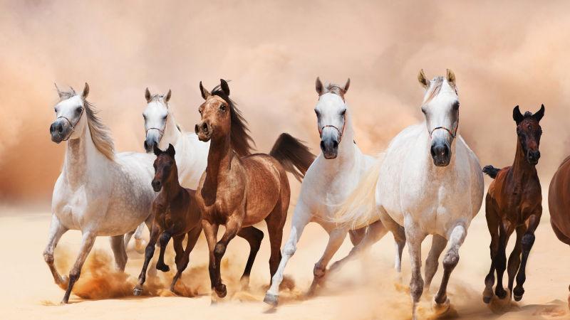 奔驰在沙漠里的马群