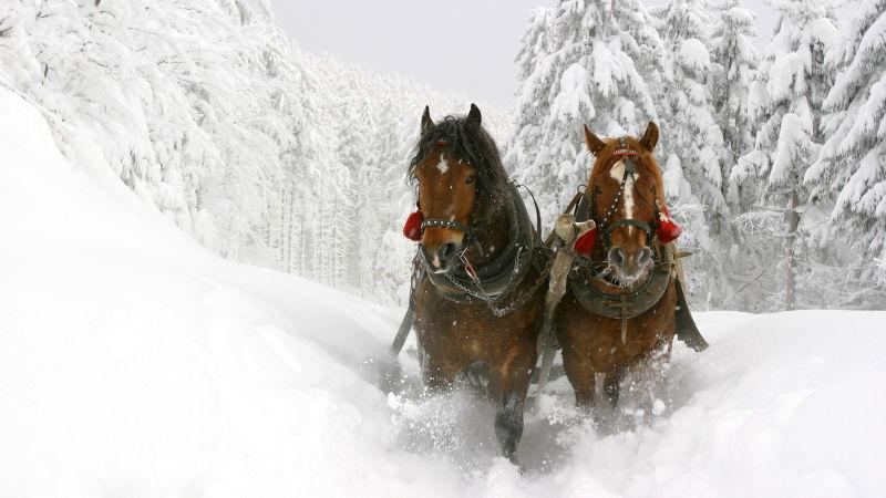 白雪背景中拉雪橇的两匹马