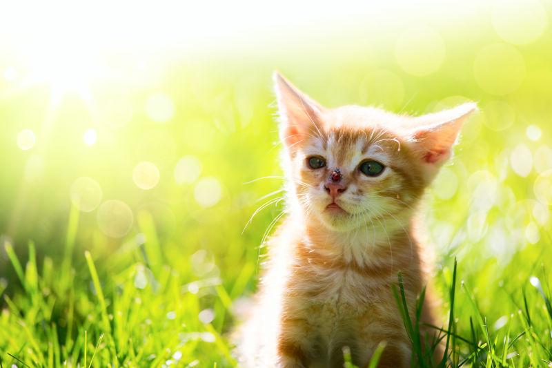 户外草地上的猫咪