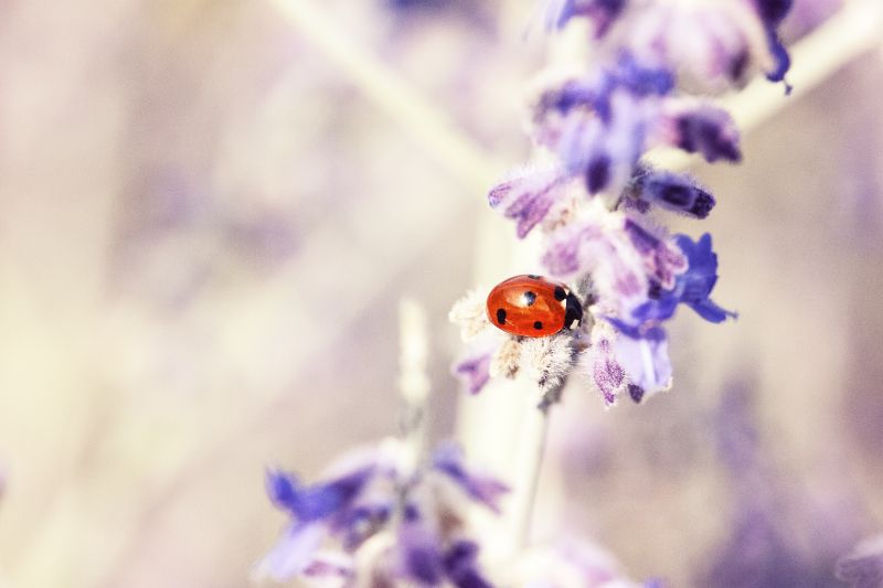 爬在紫色鲜花上的瓢虫