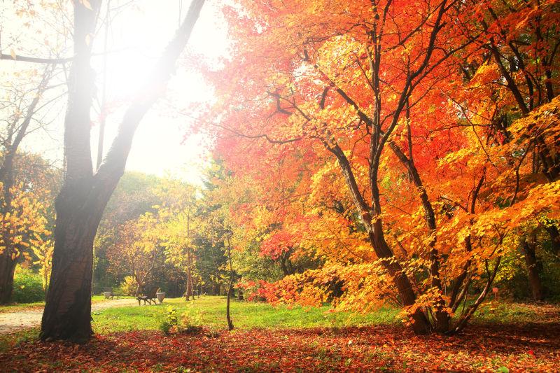 阳光照在秋天的树上