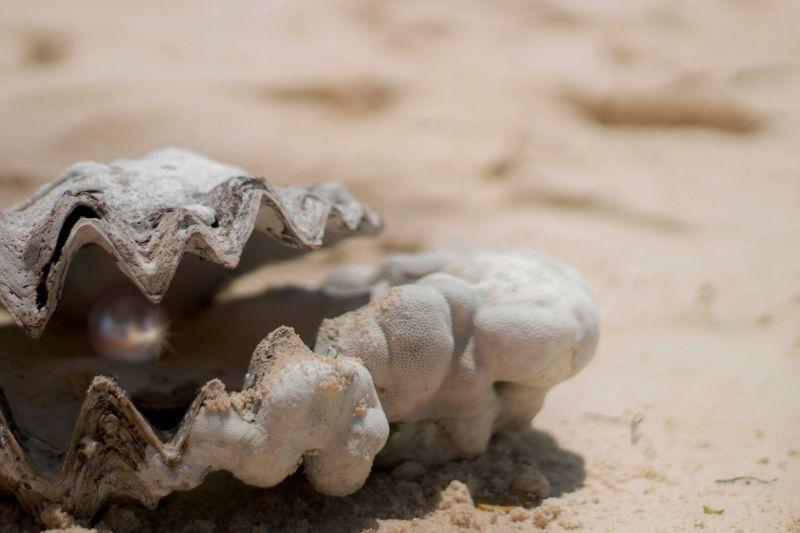 沙滩上的蚌壳里有一颗美丽的珍珠