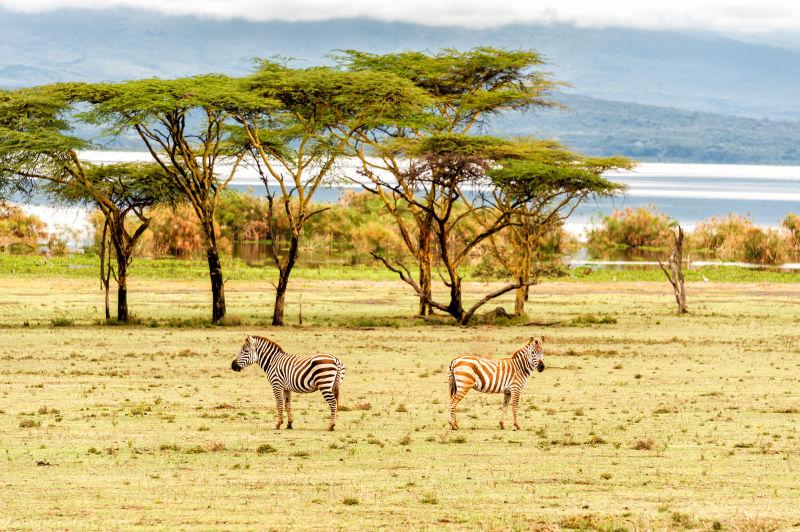 肯尼亚奈瓦沙湖畔的斑马