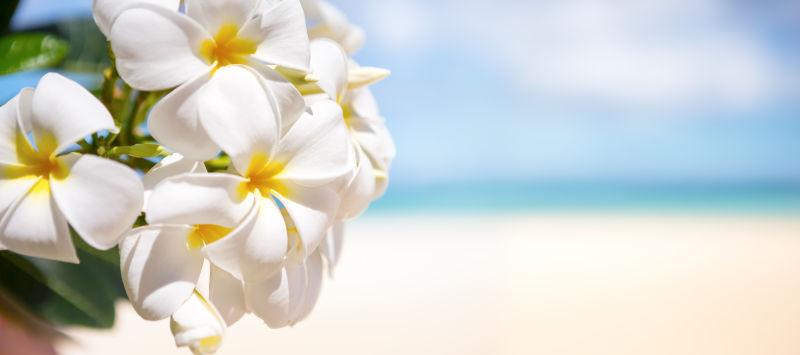 美丽的海滩上的热带热带的花卉