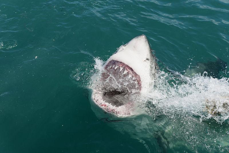 露出巨型牙齿的大白鲨