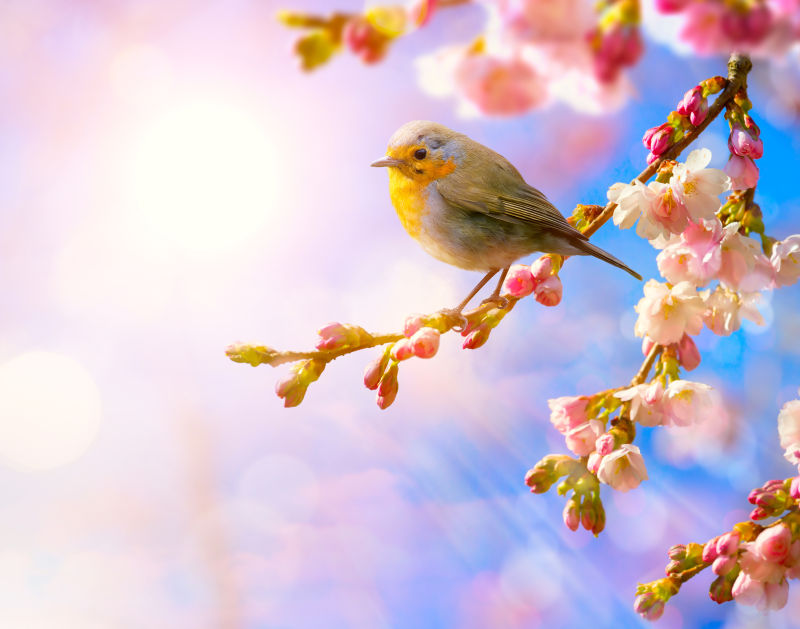 站在粉红色的花朵枝头上的小鸟