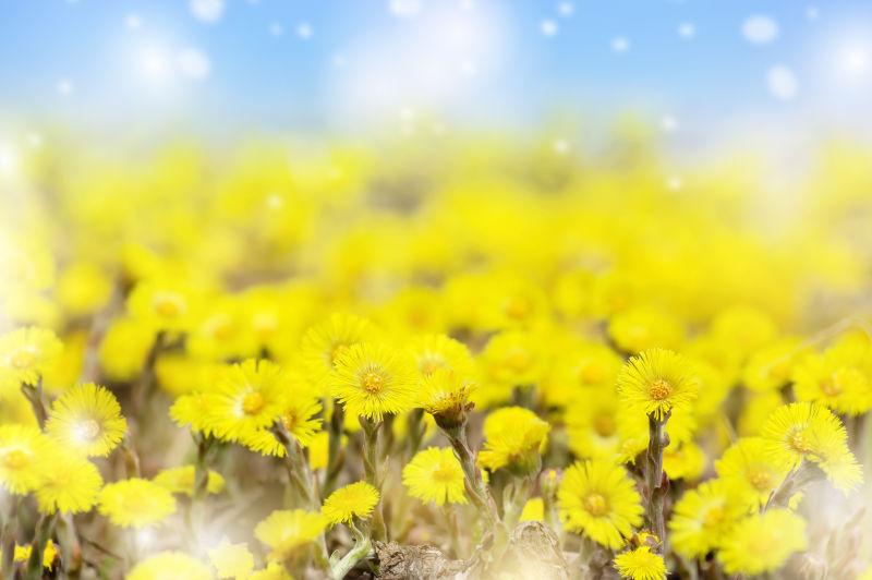 草地上绽放的美丽黄色雏菊花