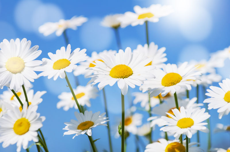 蓝色天空下美丽的白色雏菊花