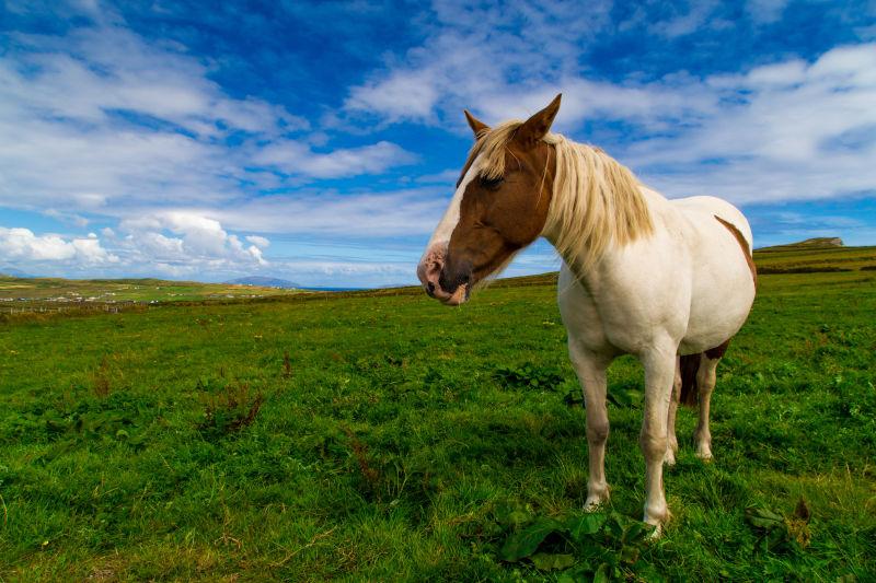 美丽的爱尔兰草地上有一匹可爱的马