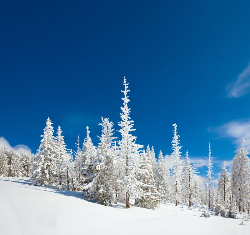 雪白的冬日森林风景