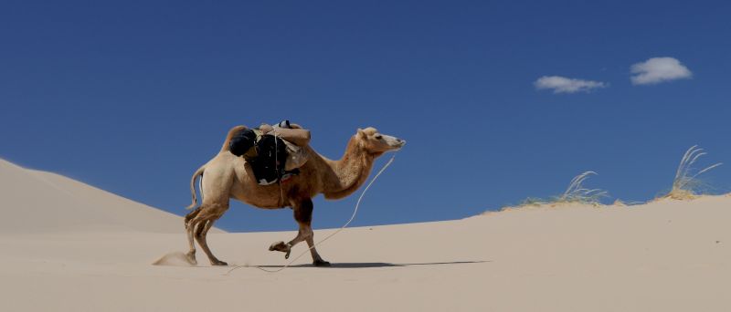 沙漠上行走的骆驼