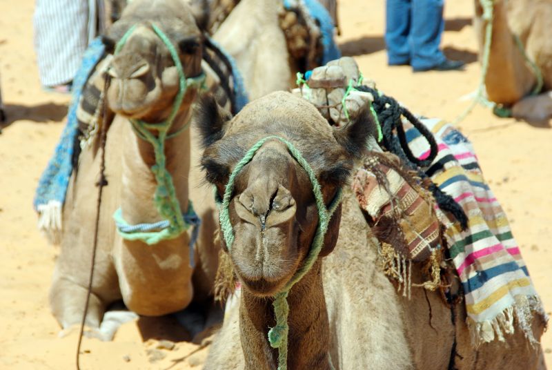 一些骆驼