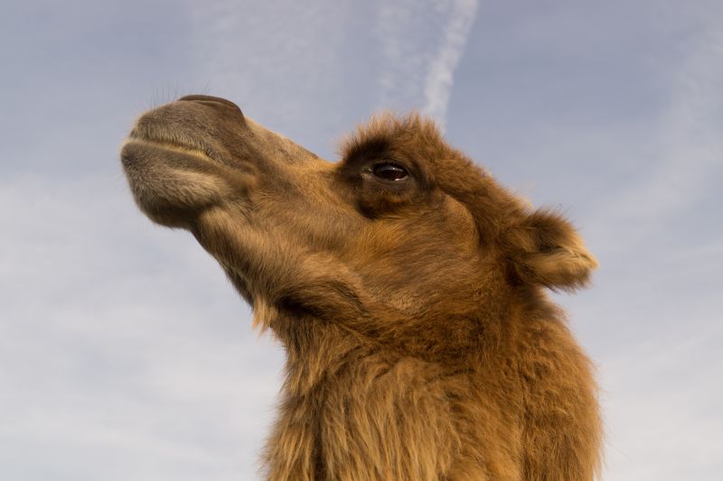 看向天空的骆驼