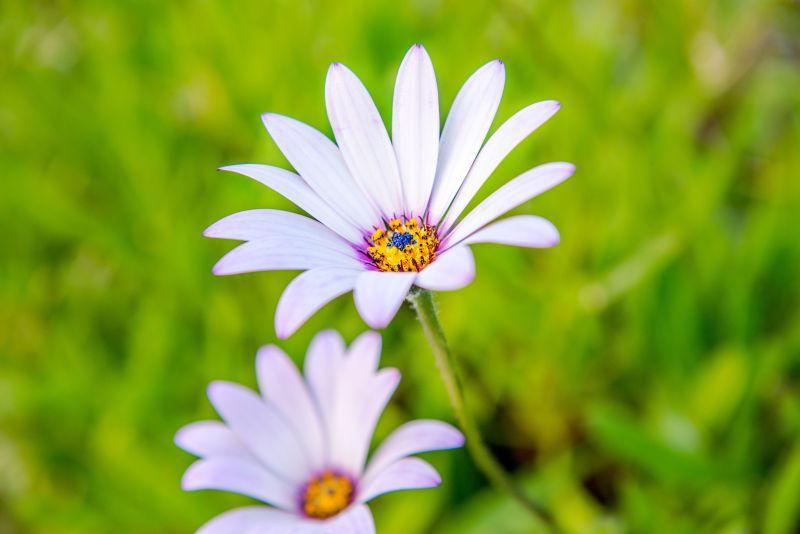绿色草地上的淡紫色雏菊花