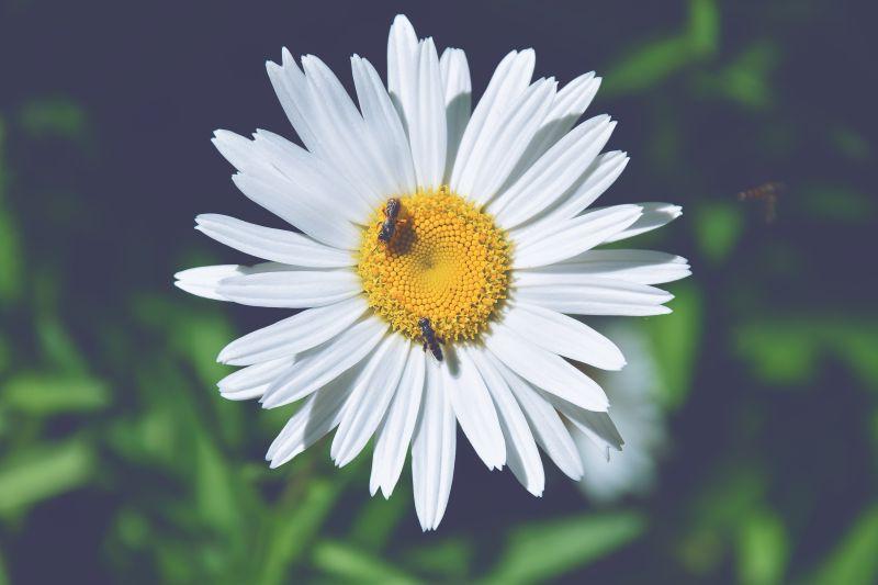 绿色草地上一只蜜蜂趴在雏菊花朵上