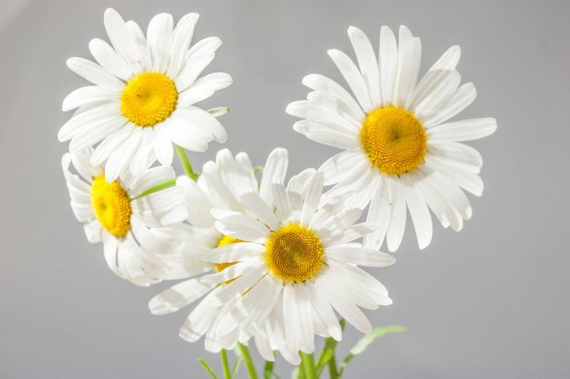 灰色背景上的白色雏菊花