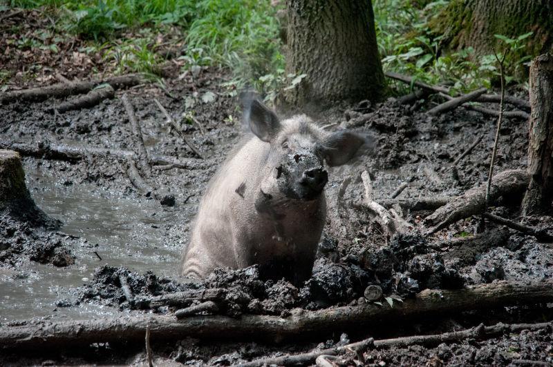 在泥地上玩耍的野猪