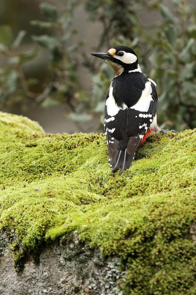 草地上可爱的大斑啄木鸟