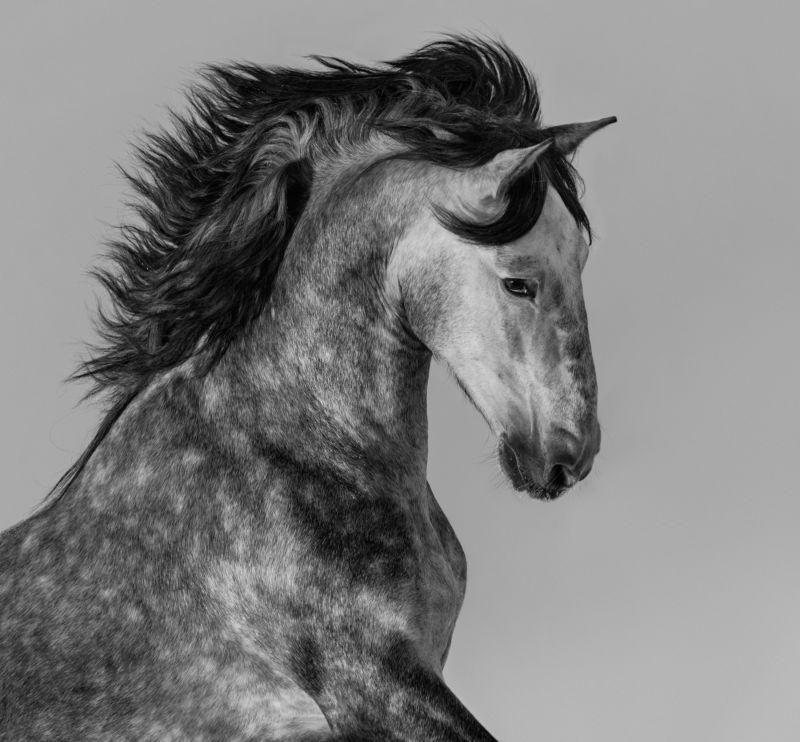 运动的斑纹的灰色西班牙马画像
