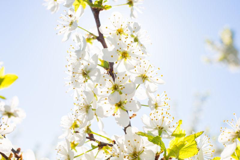 春天背景中盛开的白色花朵