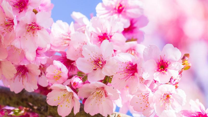 春天背景中绽放的粉色樱花