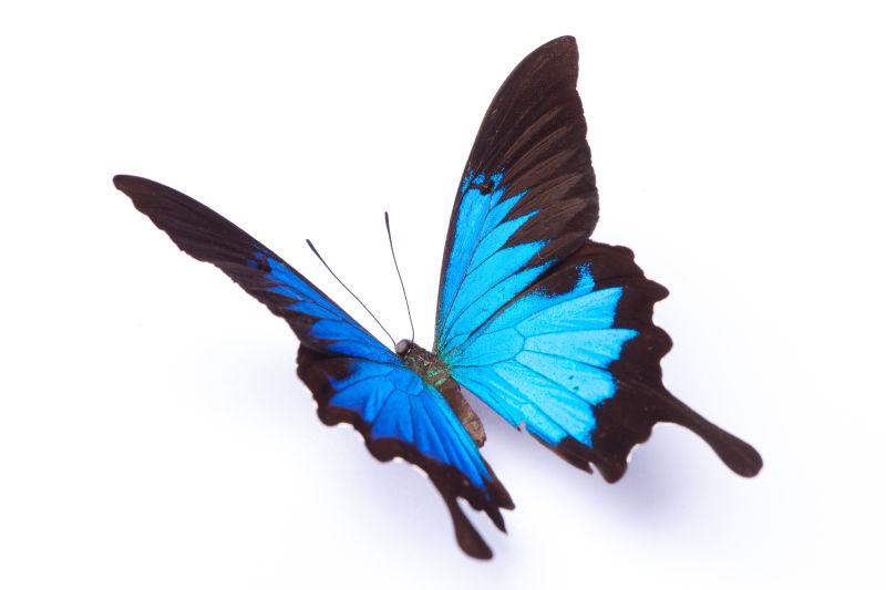 白色背景的蓝色和彩色蝴蝶