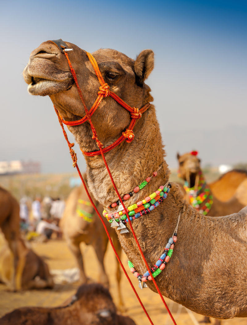 戴装饰品的骆驼