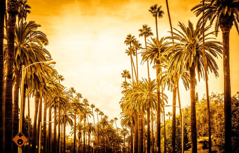 洛杉矶的棕榈树