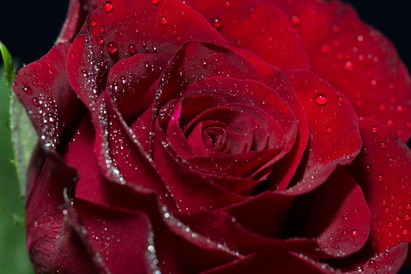 水滴红玫瑰红玫瑰