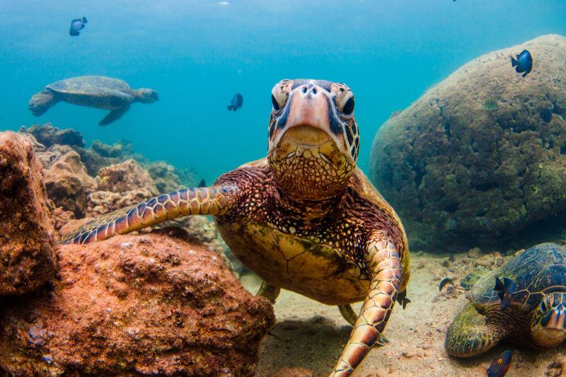 夏威夷绿色海龟