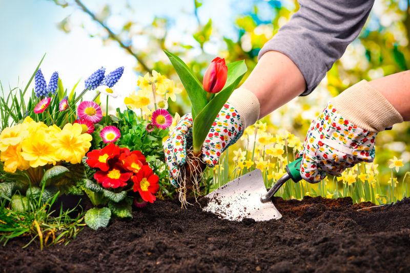 戴着手套在花园里种植郁金香的园丁