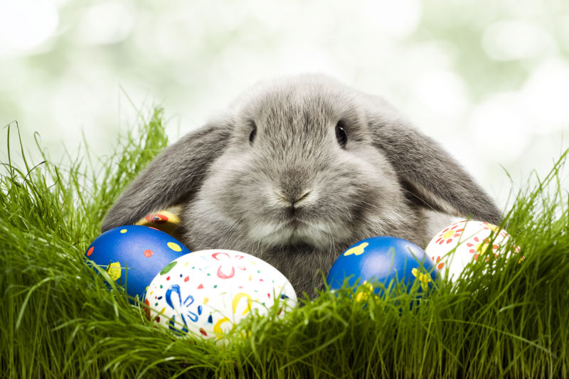 草堆里的复活节彩蛋和兔子
