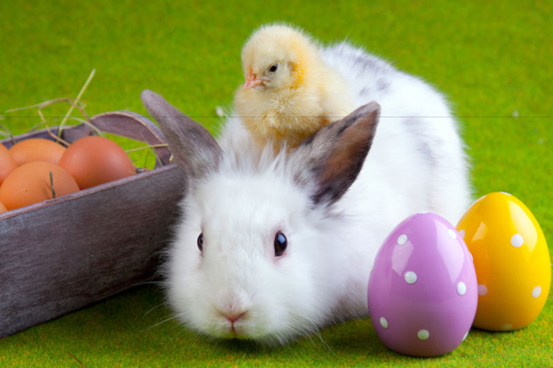 复活节的兔子和菜单