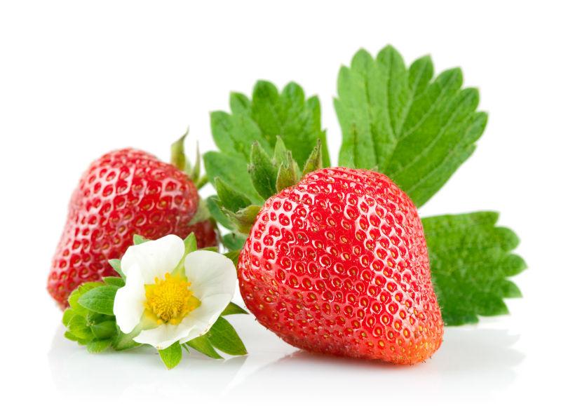 白色背景上的草莓和叶子花朵