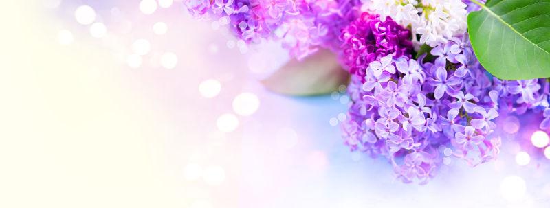 美丽的紫色丁香花
