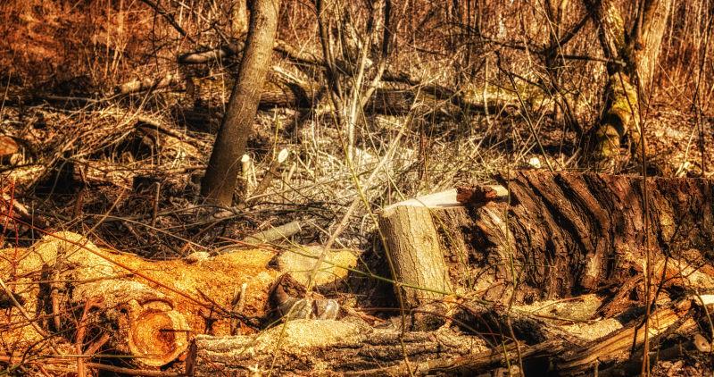 森林里被砍伐后的树木残害