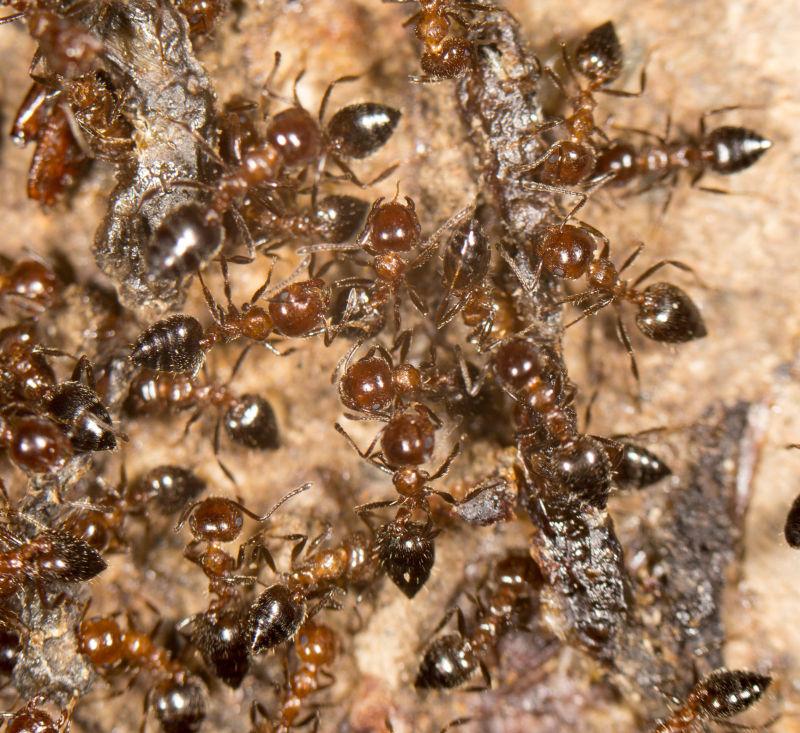 土地上密密麻麻爬行的蚂蚁