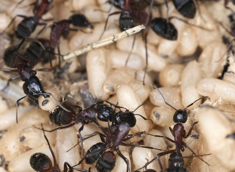 蚁巢里的蚂蚁群