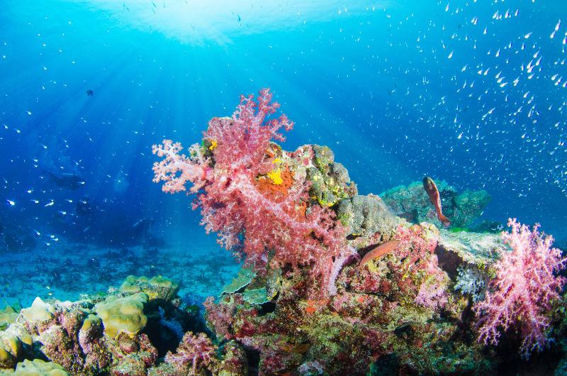 美丽的海底世界珊瑚和鱼