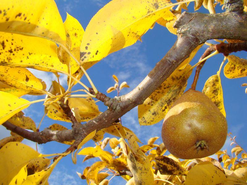 蓝天下生长在黄色叶子中间的褐色梨子