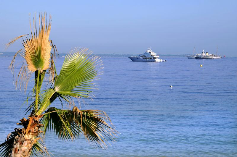 棕榈树与海上的轮船