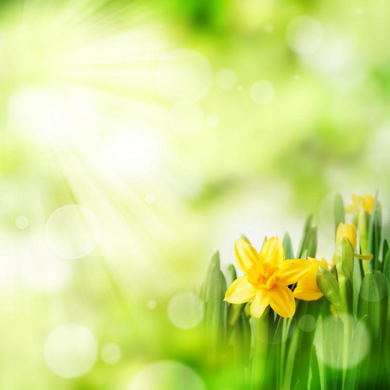 碧绿的春天背景的水仙花