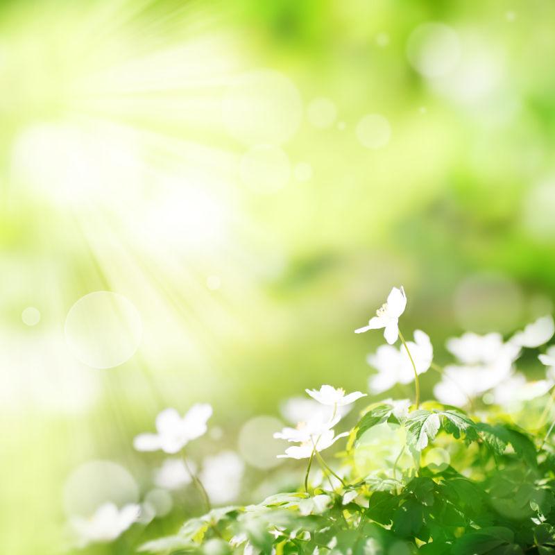 明亮的绿色春天背景上的小白花