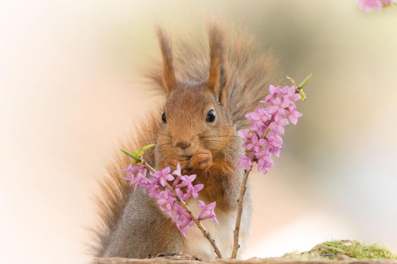 树枝花朵后面的红松鼠
