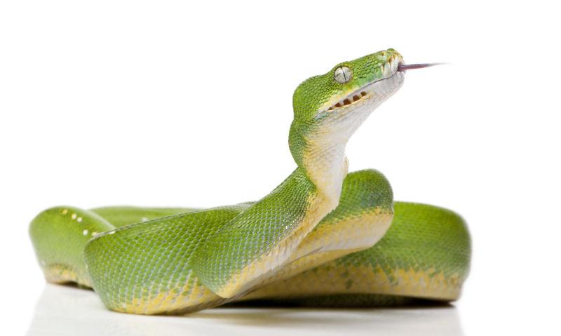 白色背景上一条吐信的绿蛇