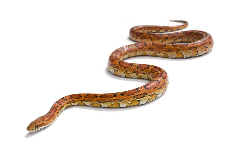 白色背景上的一条橘黄色斑纹蛇