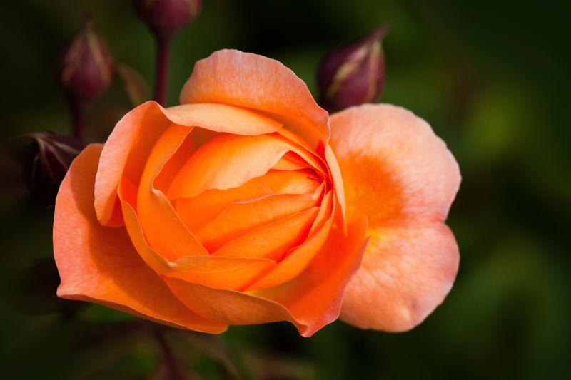 绿色背景下的一朵橙色的玫瑰花