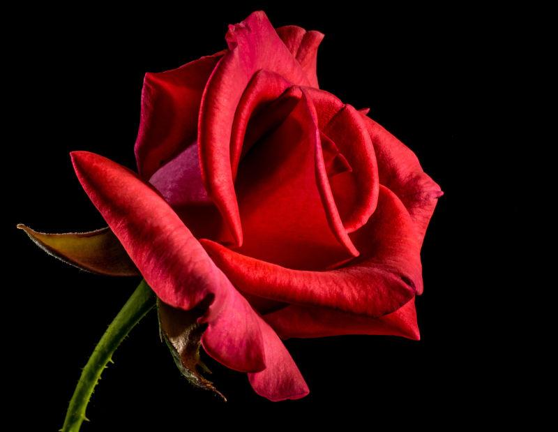 黑暗里的红色玫瑰花