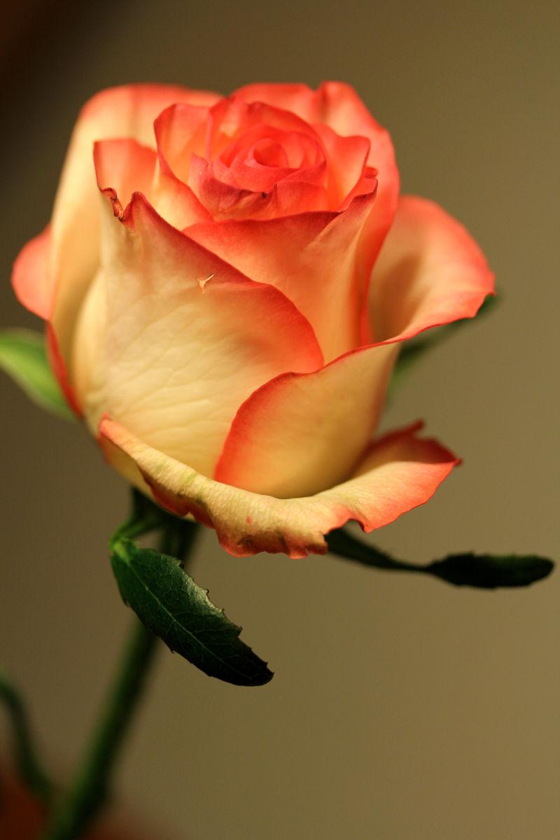 淡黄色背景下的一朵橙色玫瑰