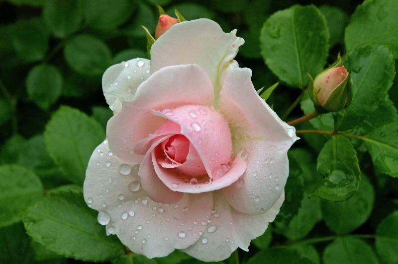 绿叶之中带着露水的粉白玫瑰花